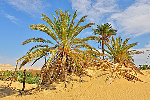 椰枣,利比亚沙漠,撒哈拉沙漠,埃及,非洲