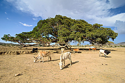 动物,放牧,正面,巨大,悬铃木,树,靠近,厄立特里亚,非洲