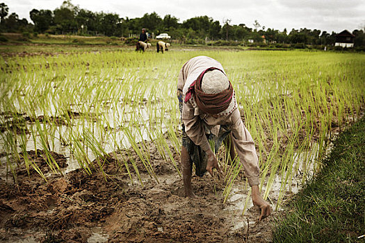 种植,稻田,柬埔寨