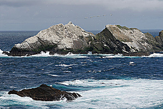 生物群,北方,塘鹅,岩石上,国家,自然,预留,岛屿,群岛,设得兰群岛