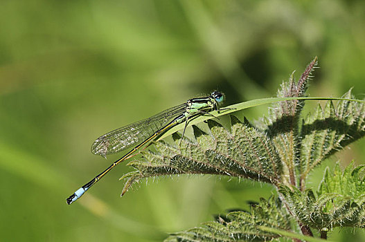 蓝尾蜻蛉,成年,休息,草,叶子,上方,荨麻,自然保护区,英格兰,英国,欧洲