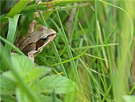 中国林蛙,草地