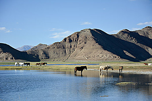 班公湖湿地