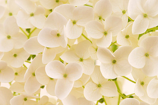白色,八仙花属