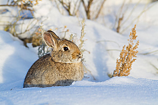 美国,怀俄明,棉尾兔,兔子,坐,雪中