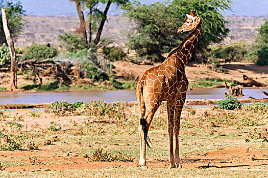网纹长颈鹿,长颈鹿,河,萨布鲁国家公园,肯尼亚,非洲