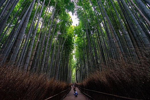 日本京都嵯峨野竹林风光