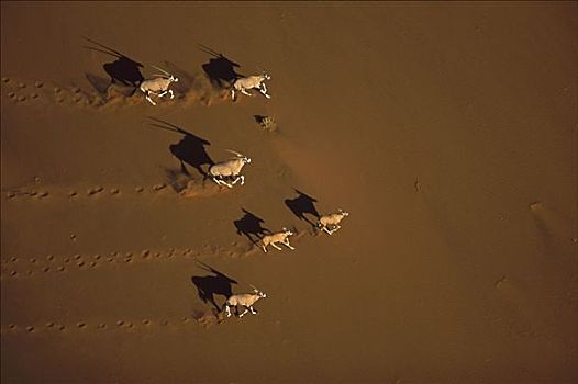 长角羚羊,南非大羚羊,羚羊,纳米比诺克陆夫国家公园,纳米比亚