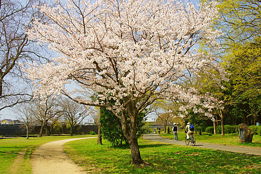樱花,公园,熊本,日本