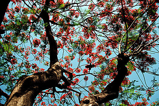 花,孟加拉,只有,一月,2008年