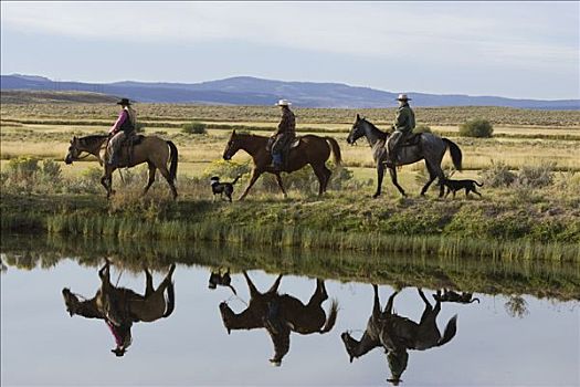 牛仔,女牛仔,骑,家养马,马,一对,旁侧,水塘,俄勒冈
