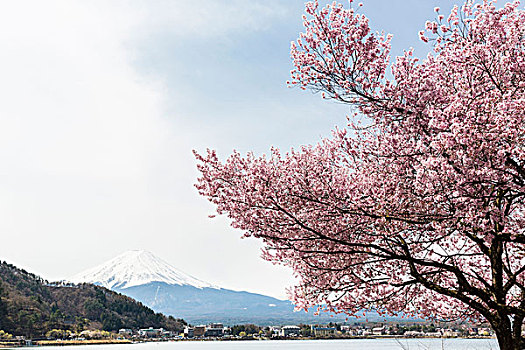 花,樱桃树,正面,雪,富士山,湖,区域,山梨县,本州,日本