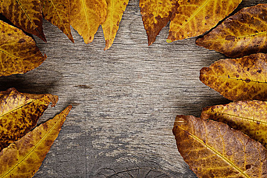 秋叶,木头,表面,横图