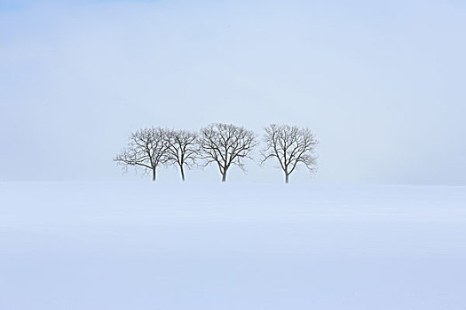 吹,雪,四个,树
