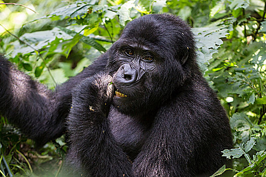 山地大猩猩,大猩猩,坐,灌木,吃,动物,国家公园,乌干达,非洲