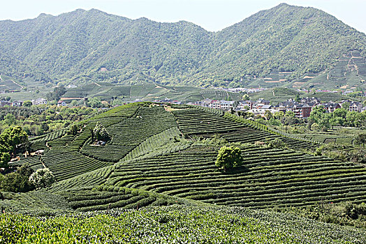 杭州龙坞茶镇茶园