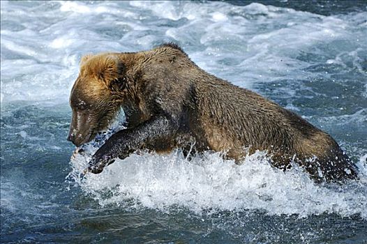 棕熊,熊,尝试,抓住,三文鱼,布鲁克斯河,溪流,卡特麦国家公园,阿拉斯加,美国