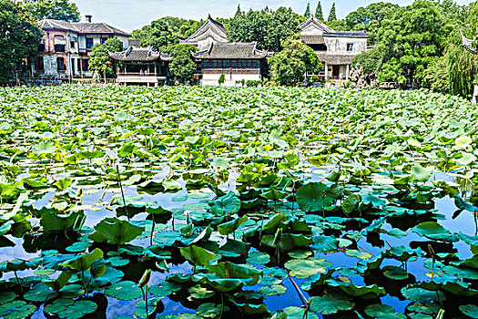 南浔古镇小莲庄莲花池