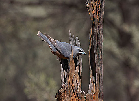 雌性,巢,中空,树桩,新南威尔士,澳大利亚