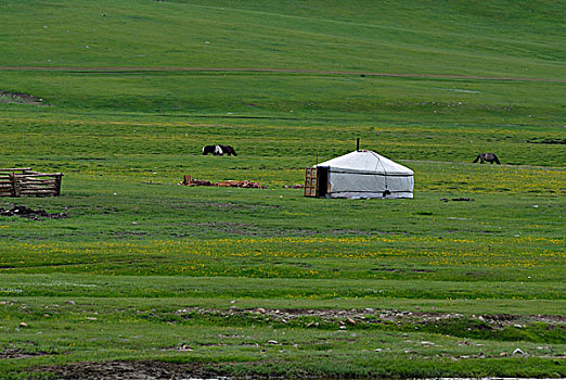 蒙古,圆,帐蓬,蒙古包,茂密,绿色,草地,靠近,自然,自然保护区,亚洲