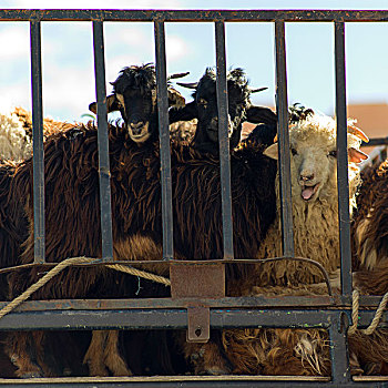 绵羊,看穿,金属,栏杆,摩洛哥