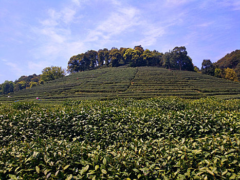 茶园,风景,绿茶,基地,旅游,踏青