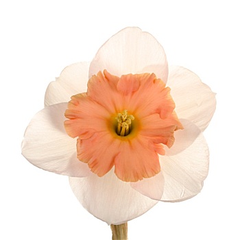 一朵花,水仙花,培育品种,白色背景