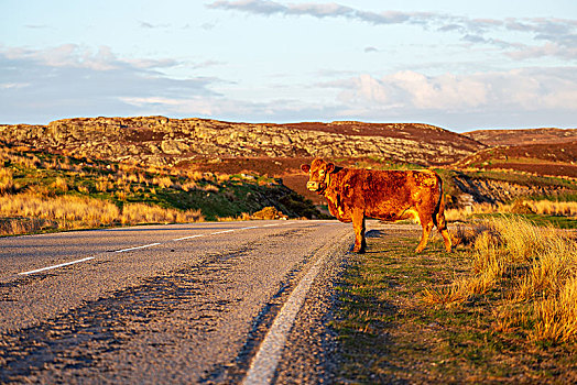 牛,苏格兰高地