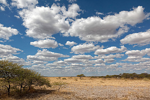 干燥,草地,阴天,国家公园,博茨瓦纳,非洲