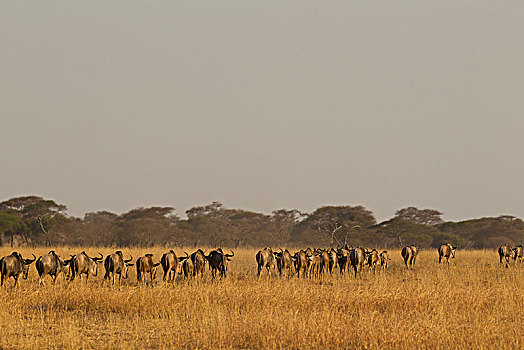 牧群,角马,塔兰吉雷国家公园,坦桑尼亚,非洲