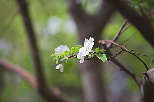 春天,花