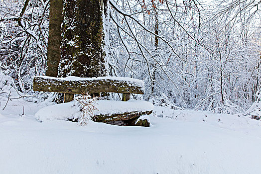 老,长椅,树林,粗厚,山毛榉,冬天,雪