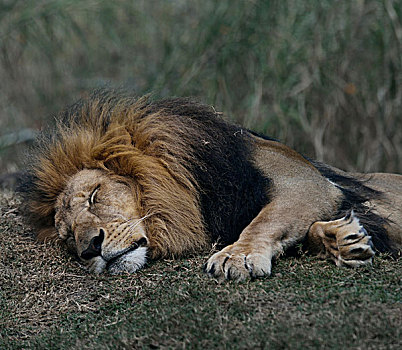 睡觉,狮子