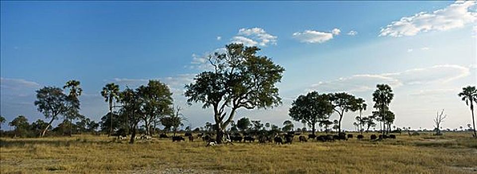 非洲水牛,斑马,万基国家公园,津巴布韦