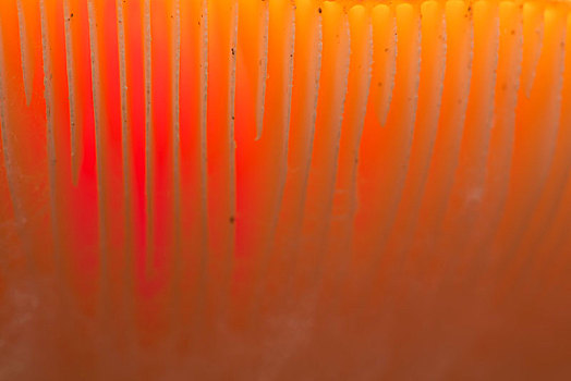 毒蝇伞,白毒蝇鹅膏菌,特写,德国,欧洲