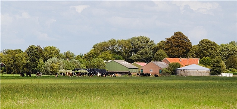 荷兰,乳牛场,母牛