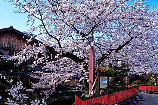 樱桃树,袛园,京都