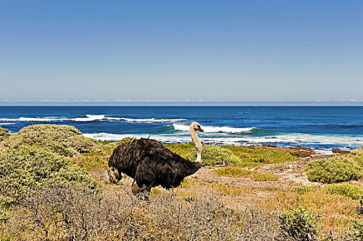 南非,西海角,好望角,自然保护区,海岸,鸵鸟,海洋