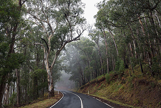 路湿,雾,雨林,亚拉山国家公园,维多利亚,澳大利亚,大洋洲