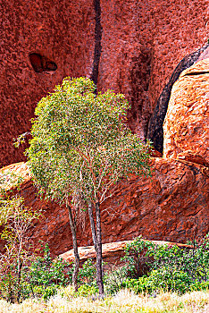 乌卢鲁国家公园,橡胶树,红岩,北领地州,澳大利亚