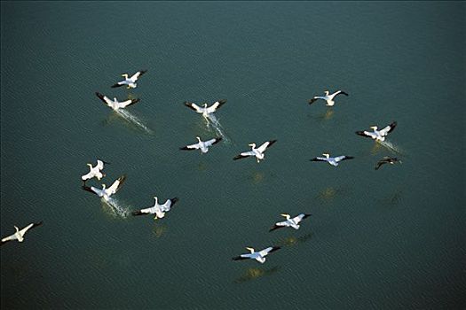 美洲白鹈鹕,成群,降落,沿岸,泻湖,北方,墨西哥