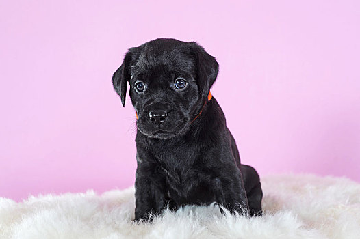 拉布拉多犬,黑色,4星期大,坐,羊皮,奥地利,欧洲