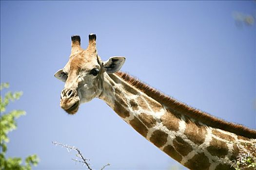长颈鹿,埃托沙国家公园,区域,纳米比亚