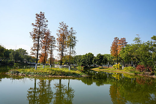 广州生物岛冬天的水杉与公园优美的环境