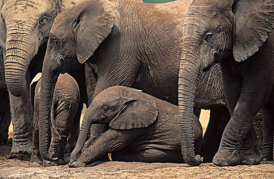 非洲象,牧群,阿多大象国家公园,南非,非洲