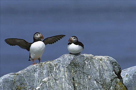大西洋角嘴海雀,北极,两个,石头,一个,翼,海豹岛,缅因