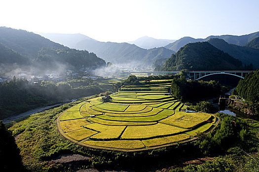 阶梯状,稻田,早晨