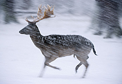 欧洲,黇鹿,鹿,侧面,下雪,自然,野生动物,荒野,动物,哺乳动物,杜鹿,游戏,鹿角,季节,冬天,雪,雪堆,寒冷,野生,公园,模糊