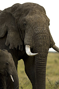 雄性动物,非洲象,幼兽,马赛马拉,肯尼亚,非洲
