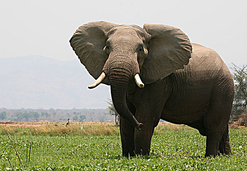 大象,津巴布韦